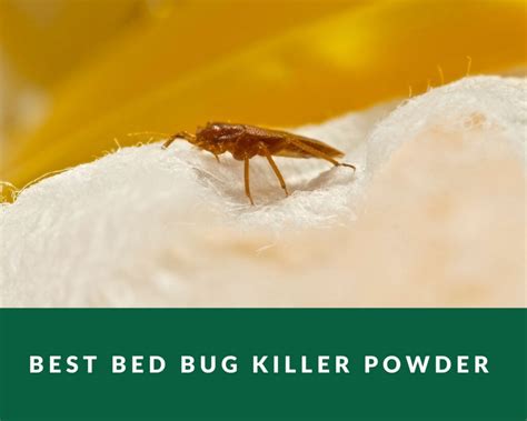 Best Bed Bug Killer Powder - Zero Pest NG