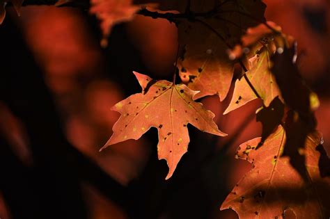 Fall color emerging in Washington area, with peak foliage in the mountains - The Washington Post