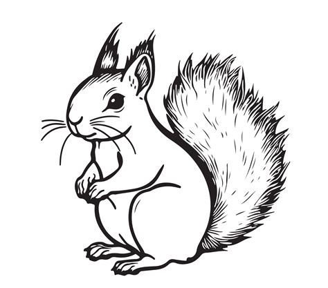 Squirrel cartoon sketch hand drawn Vector illustration Wild animals 28719224 Vector Art at Vecteezy