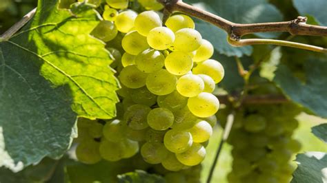 Chardonnay: The Ultimate Wine Grape Guide | The Wine Society