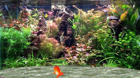 Aquarium Screensaver for Windows 10 - Fantastic Aquarium 3D Screensaver ...