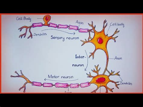 Motor Neurons Diagram