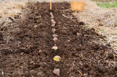 natalie creates: planting potatoes: a beginner's guide