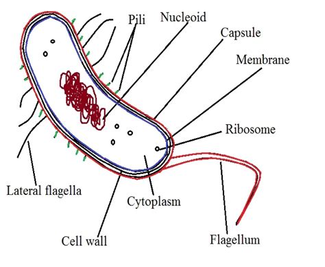 Vibrio Cholerae Cell Structure