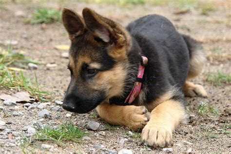 Where To Find Black And Brown German Shepherd Puppies