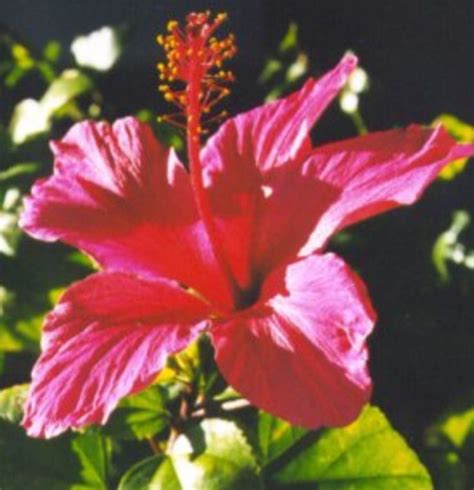 a pink flower with green leaves in the foreground and sunlight shining ...