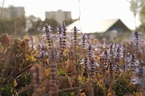 Close-up Photo of Lupine Flowers · Free Stock Photo