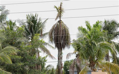 Enhancing Palm Tree Beauty Expert Tips for Pruning Success