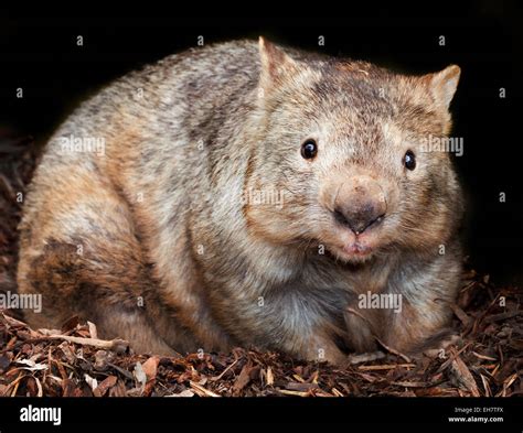 Wombat pouch hi-res stock photography and images - Alamy