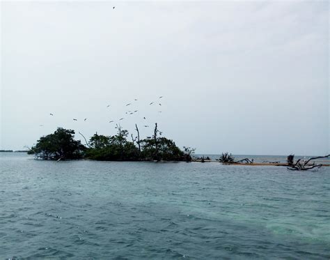 The Demise of Belize’s Bird Island and Efforts to Save it