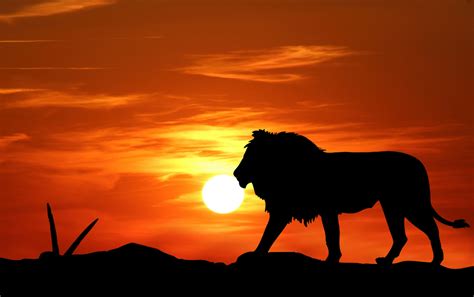 Lion sunset silhouette free stock photo public domain pictures – Artofit