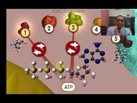 GLYCOLYSIS ANIMATION - YouTube