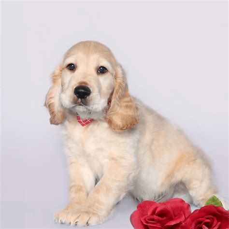 Mini Golden Retriever Puppies For Sale | Happy Puppy Universe