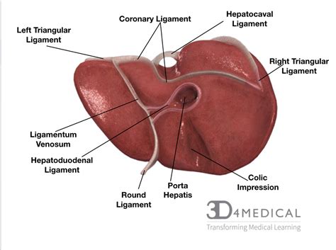 Gross Anatomy Of The Kidney