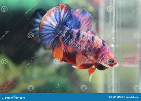 Flaring Red Male Betta Fish Royalty-Free Stock Photo | CartoonDealer.com #170872299