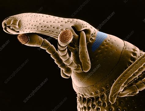 Grain Weevil, SEM - Stock Image - C028/3213 - Science Photo Library