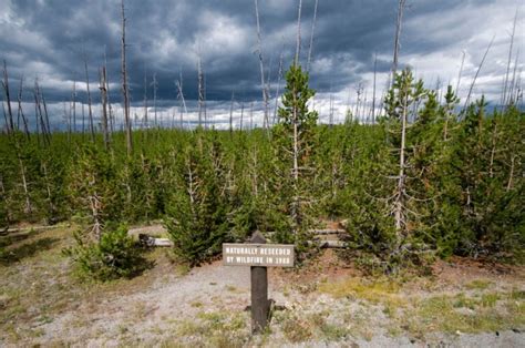 Many lessons learned from 1988 Yellowstone fires | Wyoming ...