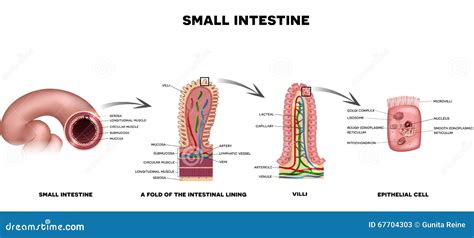 Small intestine lining stock vector. Illustration of gastrointestinal - 67704303