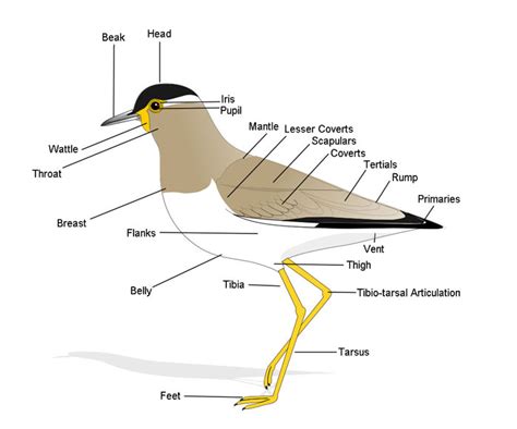 Anatomy of a Bird: The Animal Files