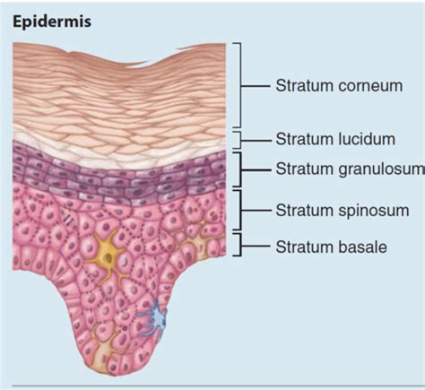 Stratum Lucidum