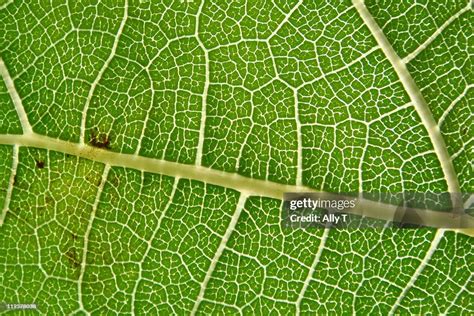 Anatomy Of Leaf High-Res Stock Photo - Getty Images