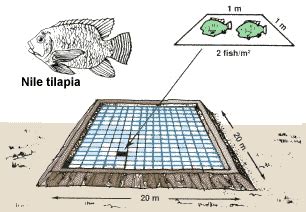 HANDBOOK9. Stocking your pond with baby fish