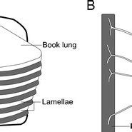 Simplified diagram showing an arachnid book lung. In reality, these... | Download Scientific Diagram