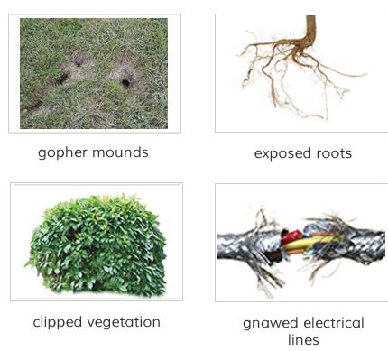 Facts About Gophers | Gopher Facts | Havahart®