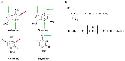 IJMS | Free Full-Text | DNA Demethylation in the Processes of Repair and Epigenetic Regulation ...