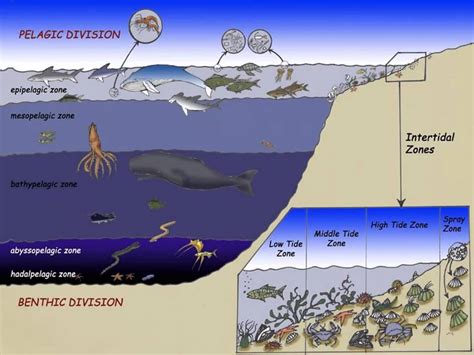 Ocean Zones Diagram