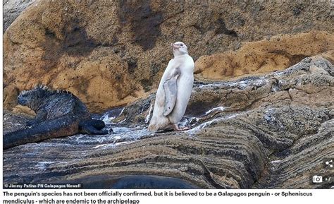 Extremely Rare White Penguin, First In History Spotted On Galapagos Islands (Pix - Science ...