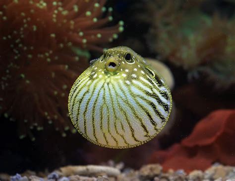 10 Pufferfish Facts About The Inflating Creature