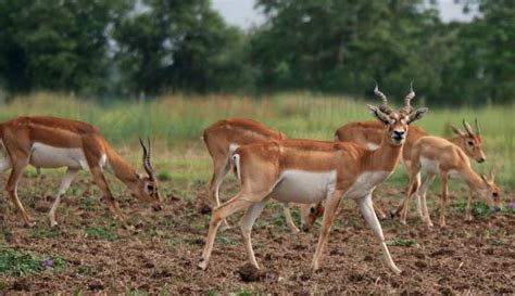 Blackbuck Conservation Area | Travel to Krishnasaar Conservation Area