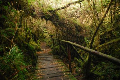 Bosque Encantado: disfruta la magia de Aysén - Aysén.com