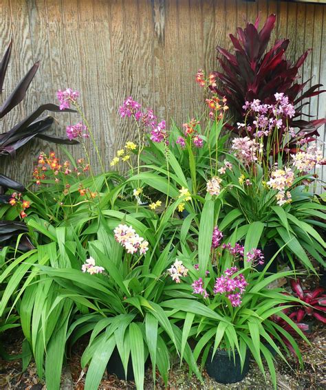 spathoglottis orchid collection displayed on a pallet | Ground orchids, Growing orchids, Orchids ...