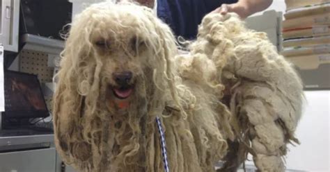 Matted Dog Fur: A Message From Your Groomer | Hound Therapy