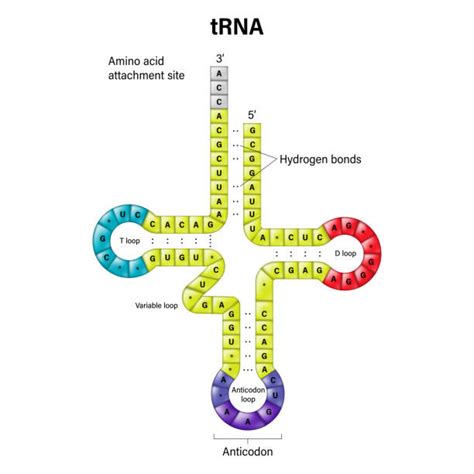 Structure Of Mrna Trna And Rrna