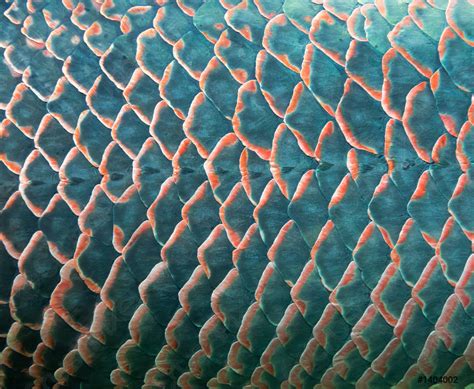 Fish Scale, Stock Photo | Crushpixel | Fish scales, Fish scale pattern ...