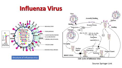 Influenza Virus: Introduction, Properties, Pathogenicity, Lab Diagnosis,Tre