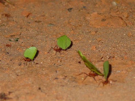 File:Leaf cutter ants CostaRica.jpg - Wikimedia Commons