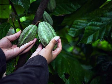 Cocoa Plantation Stock Photos, Images and Backgrounds for Free Download