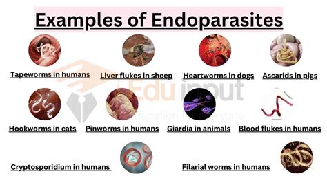 10 Examples of Endoparasites