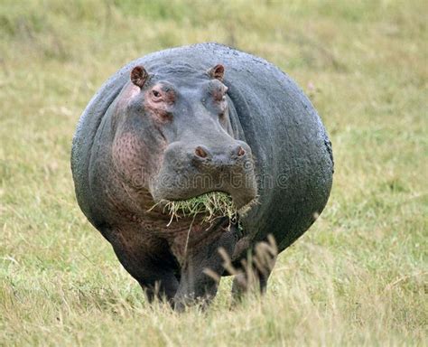 Hippopotamus Eating Grass. Large male hippo grazing in the Ngorongoro ...