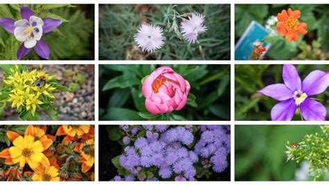 9 flowers under your pillow for a lovely Midsummer – The Alumni Network ...