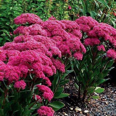 Sedum | TERRA NOVA® Nurseries, Inc.