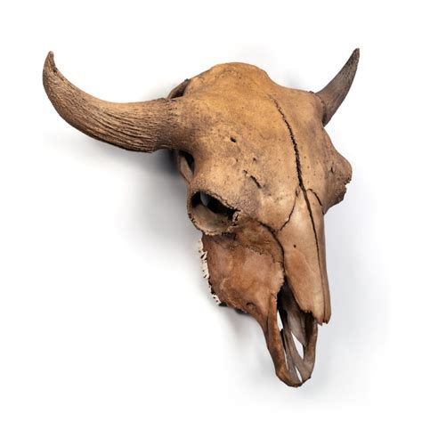 Buffalo Skull | Natural History | Science & Popular Culture | Sotheby's