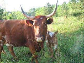 Pineywoods cattle are an endangered breed of "heritage" livestock that are descended from the ...