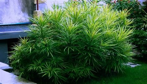 Podocarpus Growth Rate & Mature Size (Popular Varieties)