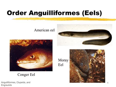 Order Anguilliformes (Eels)