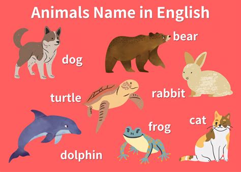 Learning Animals Name in English: Pronunciation, Plural Forms and More